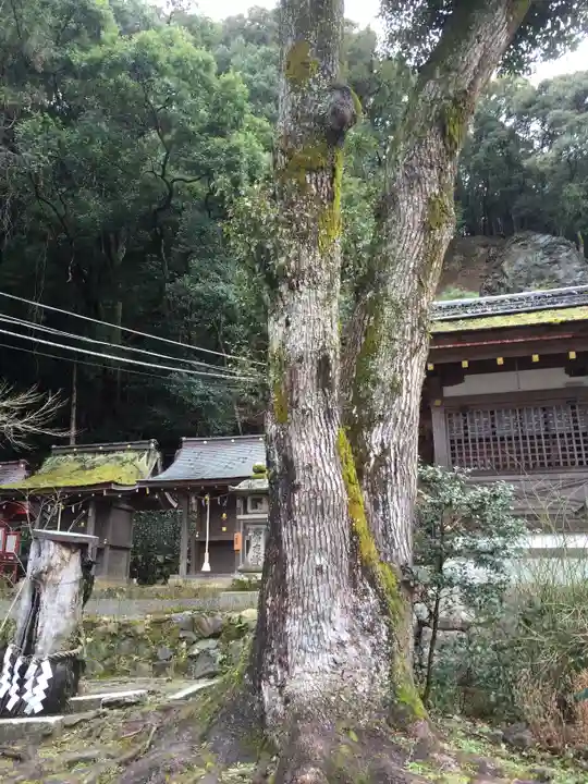 松尾大社の自然