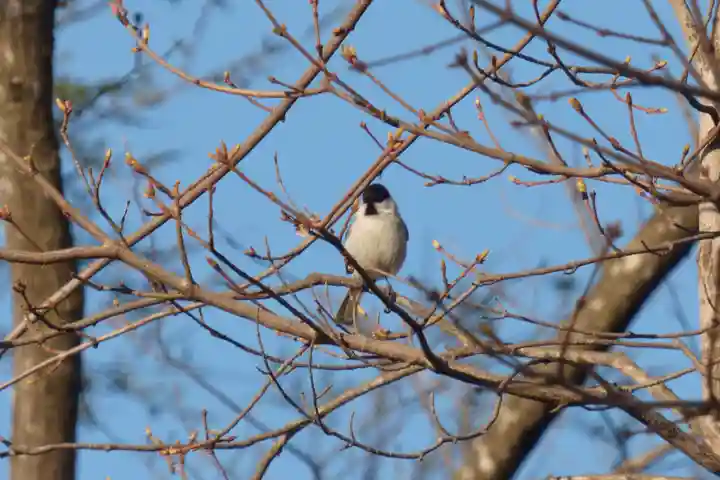 留辺蘂神社の動物