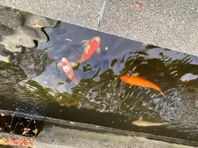 平塚八幡宮(神奈川県)