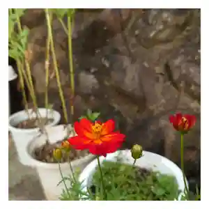 岐阜稲荷山本社の自然(2022年08月07日(日) 17時01分04秒投稿)