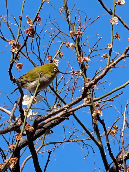 高円寺(東京都)
