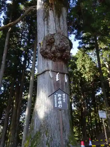 身延山奥之院思親閣の自然