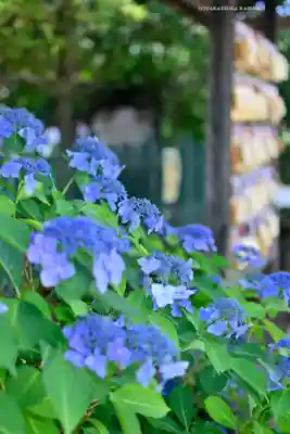 桜神宮(東京都)