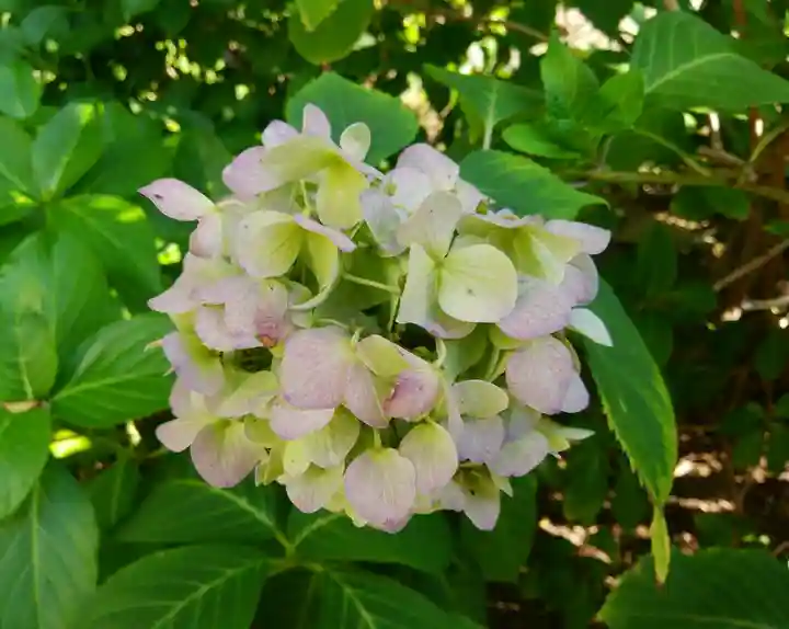 新琴似神社の自然