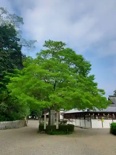 沙沙貴神社の自然