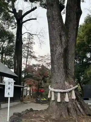 玉村八幡宮(群馬県)
