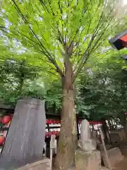 豊栄稲荷神社の自然