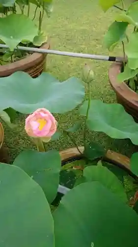 三室戸寺の庭園