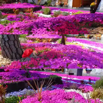 寿量山 速成寺(奈良県)