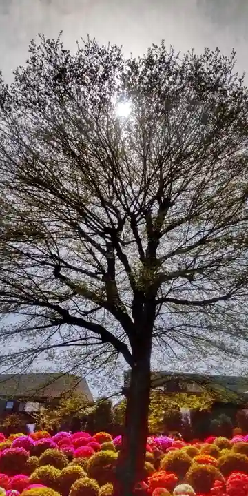 根津神社(東京都)