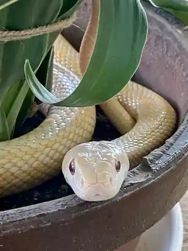 岩国白蛇神社の動物