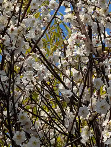 東神奈川熊野神社(神奈川県)