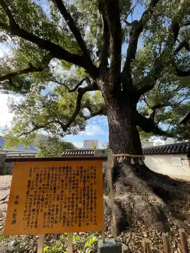 大聖観音寺（あびこ観音）の自然