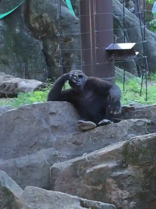 上野東照宮の動物