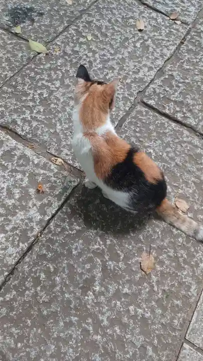 戸越八幡神社の動物