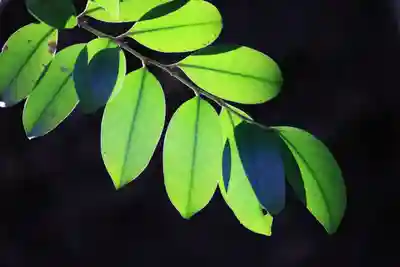 阿久津「田村神社」（郡山市阿久津町）旧社名：伊豆箱根三嶋三社の自然