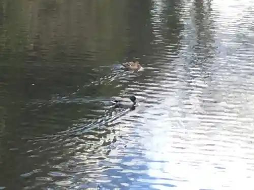 武田神社の動物