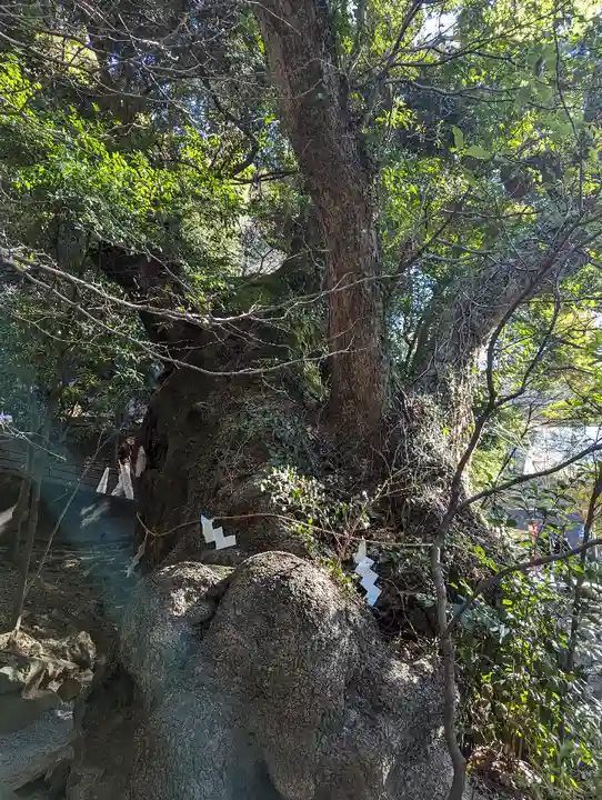 來宮神社(静岡県)