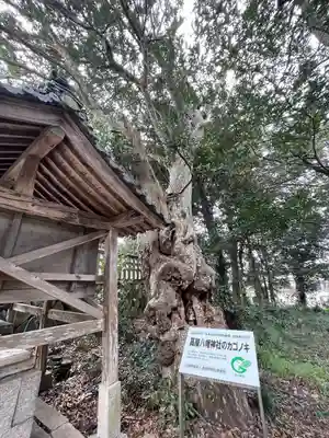 高屋八幡神社(滋賀県)