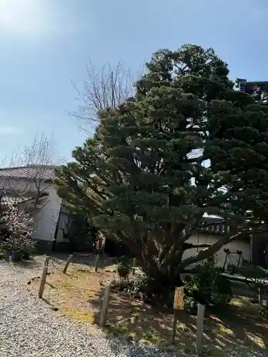 梅宮大社の{uncategorized: "未分類", other: "その他", undefined: "問題あり", building: "その他建物", grave: "お墓", sacred_gate: "鳥居", guardian: "狛犬", statue: "像", buddha: "仏像", history: "歴史", nature: "自然", garden: "庭園", animal: "動物", pagoda: "塔", temizu: "手水舎", mountain_gate: "山門・神門", sanctuary: "本殿・本堂", subordinate: "末社・摂社", art: "芸術", scenery: "景色", jizo: "地蔵", ema: "絵馬", goshuin: "御朱印", omikuji: "おみくじ", items: "授与品その他", amulet: "お守り", goshuincho: "御朱印帳", eats: "食事", festival: "お祭り", votive_dance: "神楽", shichigosan: "七五三参", wedding: "結婚式", experience: "体験その他", initially: "初詣", around: "周辺", anti_infection: "感染症対策"}
