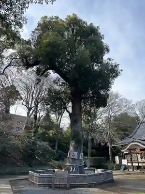 大巌寺(千葉県)