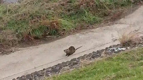清洲山王宮　日吉神社の動物