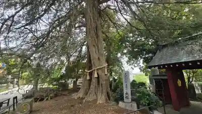 善養寺（善養密寺）の{uncategorized: "未分類", other: "その他", undefined: "問題あり", building: "その他建物", grave: "お墓", sacred_gate: "鳥居", guardian: "狛犬", statue: "像", buddha: "仏像", history: "歴史", nature: "自然", garden: "庭園", animal: "動物", pagoda: "塔", temizu: "手水舎", mountain_gate: "山門・神門", sanctuary: "本殿・本堂", subordinate: "末社・摂社", art: "芸術", scenery: "景色", jizo: "地蔵", ema: "絵馬", goshuin: "御朱印", omikuji: "おみくじ", items: "授与品その他", amulet: "お守り", goshuincho: "御朱印帳", eats: "食事", festival: "お祭り", votive_dance: "神楽", shichigosan: "七五三参", wedding: "結婚式", experience: "体験その他", initially: "初詣", around: "周辺", anti_infection: "感染症対策"}