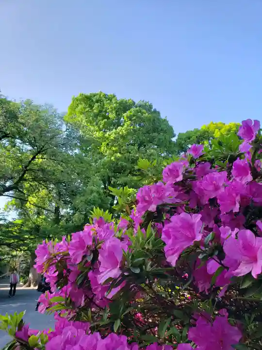 阿佐ヶ谷神明宮(東京都)