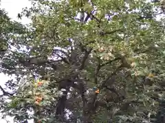 新曽氷川神社の自然