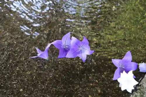 鹿島大神宮の手水