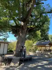 平野神社の自然