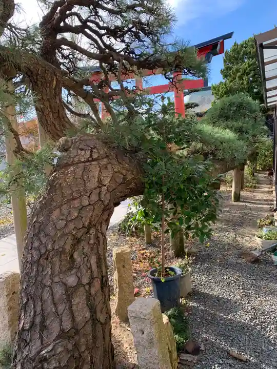 久之浜諏訪神社の自然