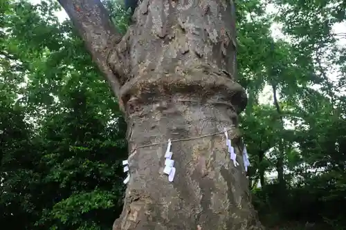 愛宕神社の自然