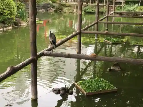 亀戸天神社の動物