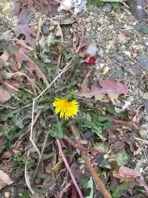 秋葉神社の自然