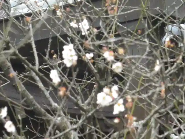 安國論寺(安国論寺)の自然