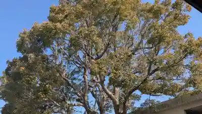 恵美須神社の自然