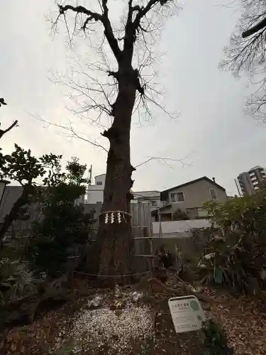 戸越八幡神社の{uncategorized: "未分類", other: "その他", undefined: "問題あり", building: "その他建物", grave: "お墓", sacred_gate: "鳥居", guardian: "狛犬", statue: "像", buddha: "仏像", history: "歴史", nature: "自然", garden: "庭園", animal: "動物", pagoda: "塔", temizu: "手水舎", mountain_gate: "山門・神門", sanctuary: "本殿・本堂", subordinate: "末社・摂社", art: "芸術", scenery: "景色", jizo: "地蔵", ema: "絵馬", goshuin: "御朱印", omikuji: "おみくじ", items: "授与品その他", amulet: "お守り", goshuincho: "御朱印帳", eats: "食事", festival: "お祭り", votive_dance: "神楽", shichigosan: "七五三参", wedding: "結婚式", experience: "体験その他", initially: "初詣", around: "周辺", anti_infection: "感染症対策"}