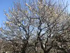 亀戸天神社の自然