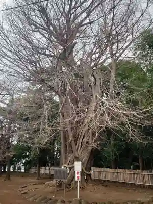 峯ヶ岡八幡神社(埼玉県)