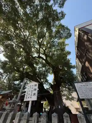 大神社の{uncategorized: "未分類", other: "その他", undefined: "問題あり", building: "その他建物", grave: "お墓", sacred_gate: "鳥居", guardian: "狛犬", statue: "像", buddha: "仏像", history: "歴史", nature: "自然", garden: "庭園", animal: "動物", pagoda: "塔", temizu: "手水舎", mountain_gate: "山門・神門", sanctuary: "本殿・本堂", subordinate: "末社・摂社", art: "芸術", scenery: "景色", jizo: "地蔵", ema: "絵馬", goshuin: "御朱印", omikuji: "おみくじ", items: "授与品その他", amulet: "お守り", goshuincho: "御朱印帳", eats: "食事", festival: "お祭り", votive_dance: "神楽", shichigosan: "七五三参", wedding: "結婚式", experience: "体験その他", initially: "初詣", around: "周辺", anti_infection: "感染症対策"}