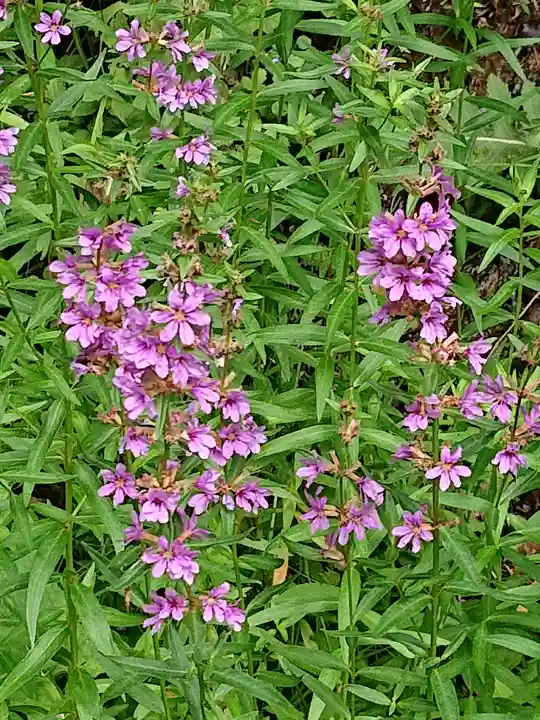 加茂神社の自然