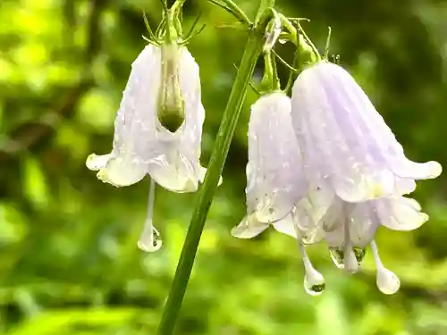 高峯神社(大室神社奥宮)の自然