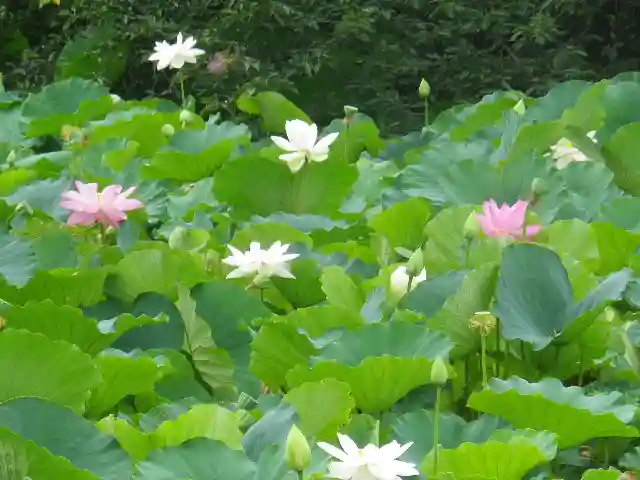 鶴岡八幡宮の自然