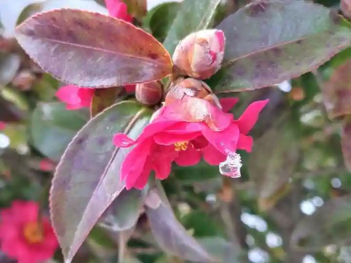 高屋敷稲荷神社(福島県)