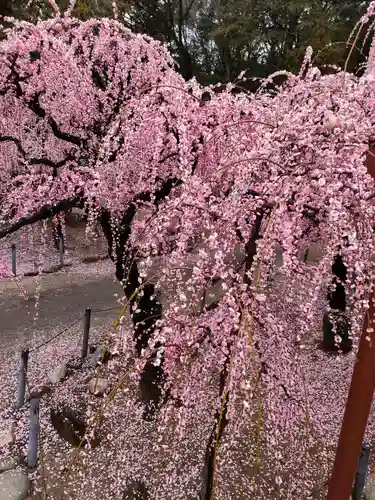 結城神社の自然