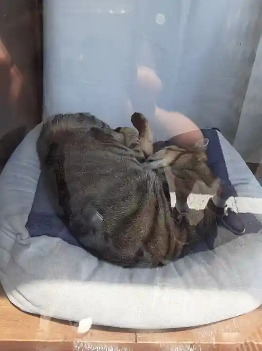 中野沼袋氷川神社(東京都)