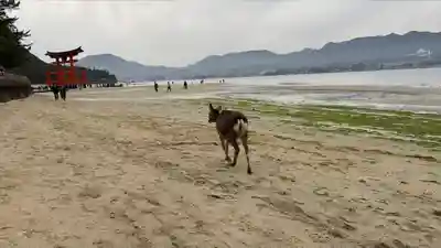 厳島神社(広島県)
