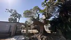 石清水鳥飼八幡別宮(兵庫県)