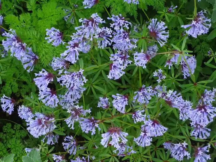 阿邪訶根神社の自然